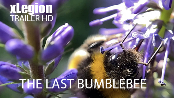 The Last Bumblebee